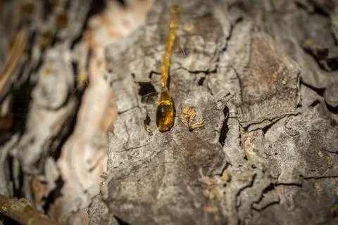 Drop of resin on pine tree closeup Stock Photos