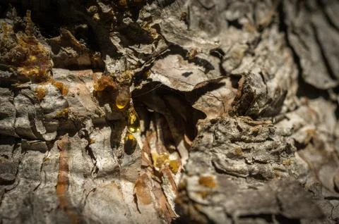 Drop of resin on pine tree closeup Stock Photos