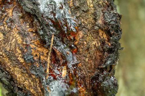 A drop of resin on a tree trunk Stock Photos
