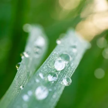Drop on rice sprout Stock Photos