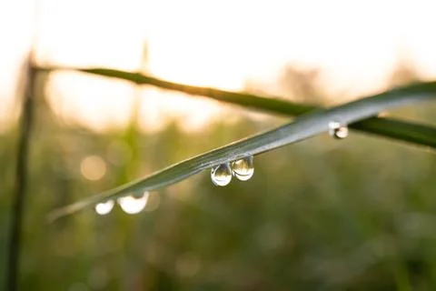 Drop on rice sprout Stock Photos