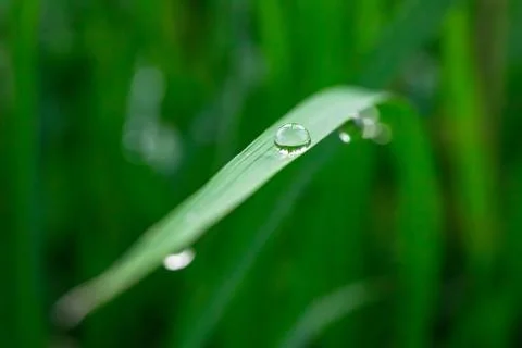 Drop on rice sprout Stock Photos