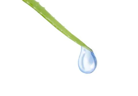 Drop rolls down from the aloe isolated Stock Photos