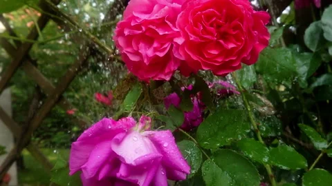Drop on roses slow motion 81107 Stock Footage 110427093