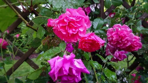 Drop on roses slow motion 82103 Stock Footage 110427030