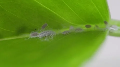 Drop of rubbing alcohol sprayed onto mealybugs on a green leaf Stock Footage 335213673