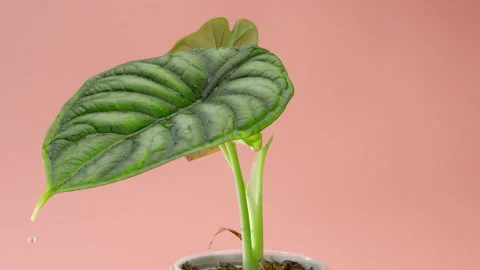 The drop runs down the leaf. An incredible leaf with veins of Alocasia Dragon Stock Footage 200196888
