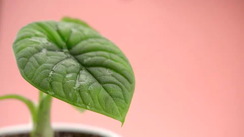The drop runs down the leaf. Incredible Alocasia Melo flower in a white round Stock Footage 200201166