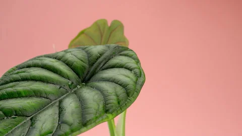 The drop runs down the leaf. An incredible leaf with veins of Alocasia Dragon Stock Footage 200205267