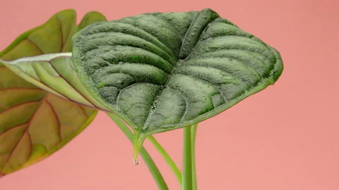 The drop runs down the leaf. An incredible leaf with veins of Alocasia Dragon Stock Footage 219507837