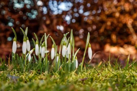 Drop snowdrops in the meadow Stock Photos