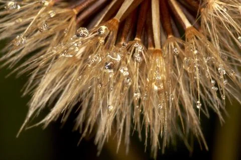 Drop in softhair Stock Photos