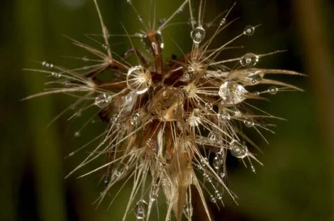 Drop in softhair Photos