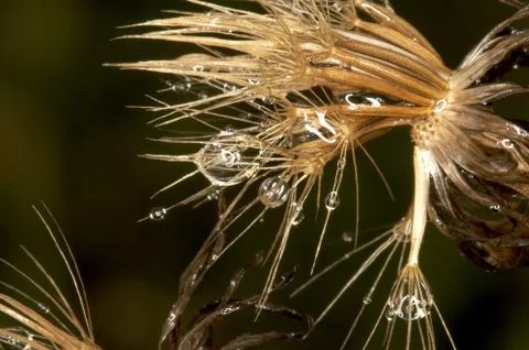 Drop in softhair Stock Photos