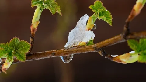 Drop from a sprig of currant Stock Footage 128797169