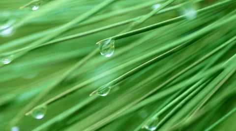 Drop on spruce. Stock Footage 27207186