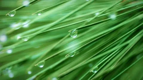 Drop on spruce. Stock Footage 27207360