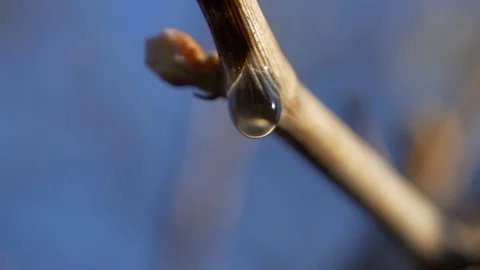 A drop of tree juice is dripping from the twig 스톡 동영상 129957063