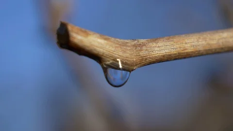 A drop of tree juice is dripping from the twig 스톡 동영상 129958090