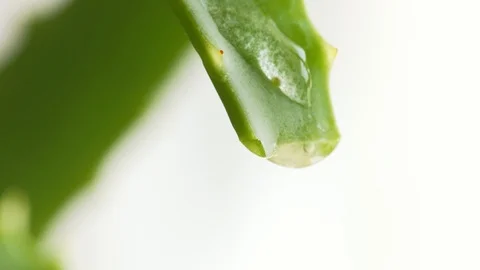 Drop of water on an aloe leaf, close, extreme macro Video stock 108034161