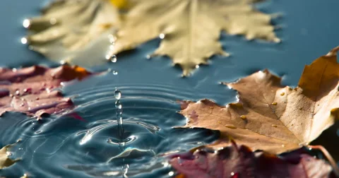Drop of Water and Maple Leaves 4K Stock Footage 68928990
