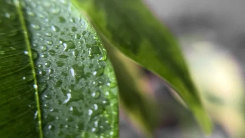 A drop of water and rain flows down a green leaf Stock Footage 265804809