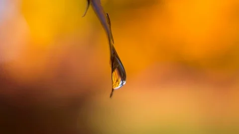 A drop of water in the autumn leaf. A drop on a yellow background. Can be used Stock Footage 82753845