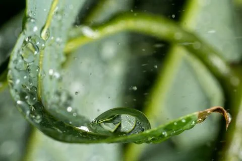 A drop of water on an avocado leaf, a reflection of a leaf in a drop. 스톡 사진
