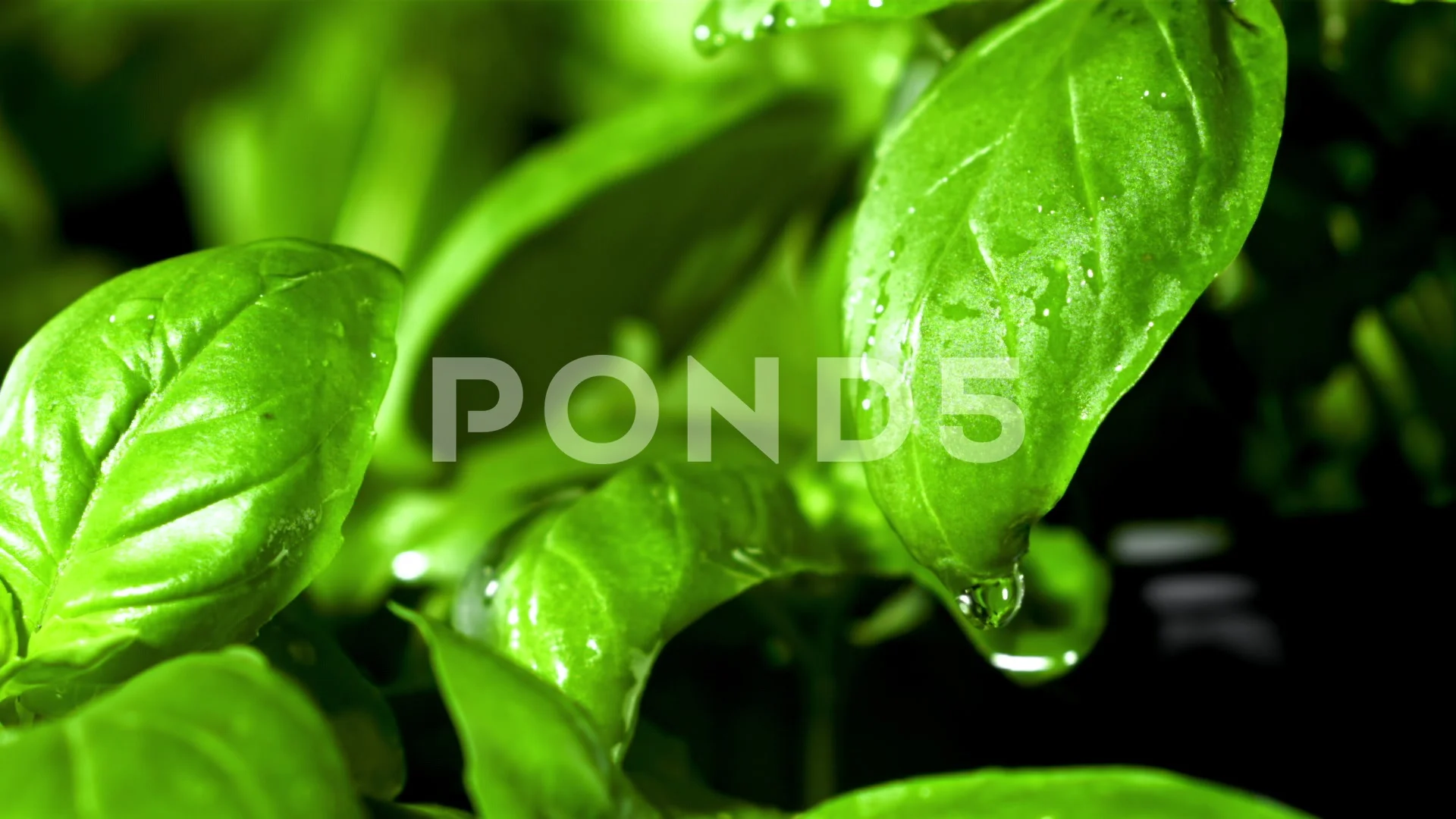 A drop of water on a basil leaf. Filmed is slow motion 1000 fps