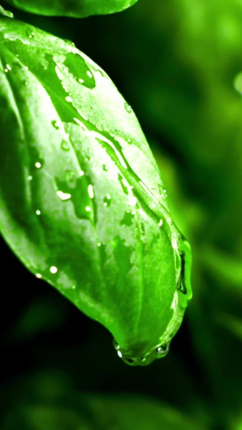 A drop of water on a basil leaf. Filmed is slow motion 1000 fps Stock Footage 335322180