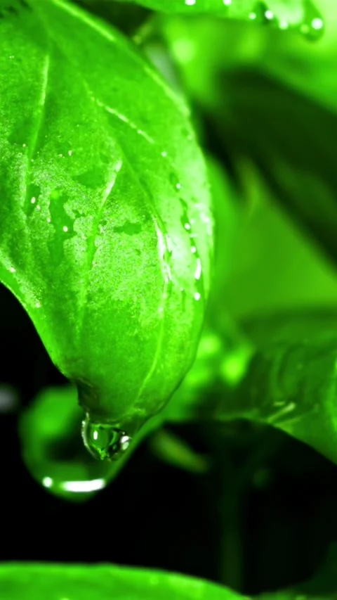 A drop of water on a basil leaf. Filmed is slow motion 1000 fps Stock Footage 335323253