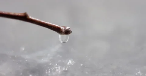 Drop of water from branch Stock Footage 59602558