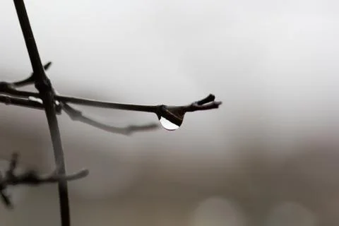 Drop of water on branch Stock Photos