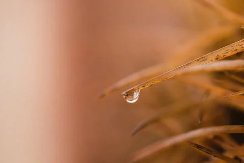 Drop of water on the bug Stock Photos