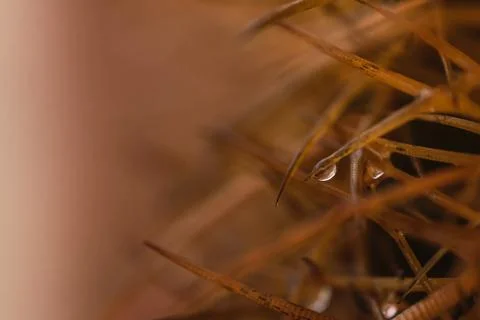 Drop of water on the bug Stock Photos