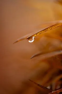 Drop of water on the bug Stock Photos