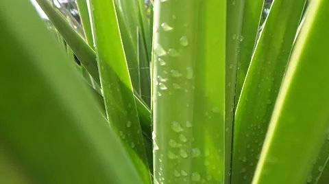Drop of water on cactus Stock Footage 50764233