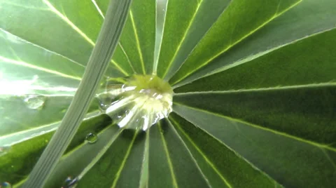 Drop of water in the center of Video stock 39307071