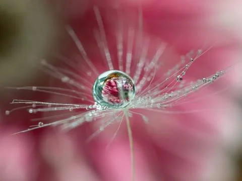 A drop of water on a dandelion fluff with a reflection of a pink flower inside Stock Photos
