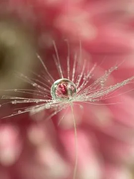 A drop of water on a dandelion fluff with a reflection of a pink flower inside Stock Photos