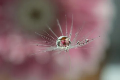 A drop of water on a dandelion fluff with a reflection of a pink flower inside Stock Photos