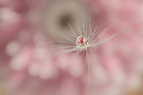 A drop of water on a dandelion fluff with a reflection of a pink flower inside Stock Photos