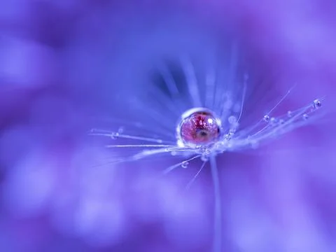 A drop of water on a dandelion fluff with a reflection of a pink flower inside Stock Photos