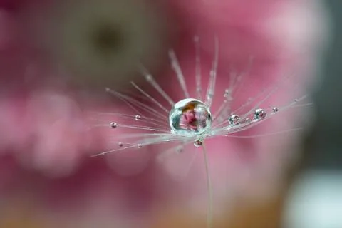A drop of water on a dandelion fluff with a reflection of a pink flower inside Stock Photos