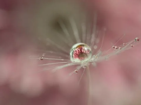 A drop of water on a dandelion fluff with a reflection of a pink flower inside Stock Photos