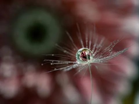 A drop of water on a dandelion fluff with a reflection of a pink flower inside Stock-Fotos