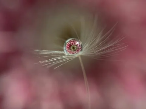 A drop of water on a dandelion fluff with a reflection of a pink flower inside Stock Photos