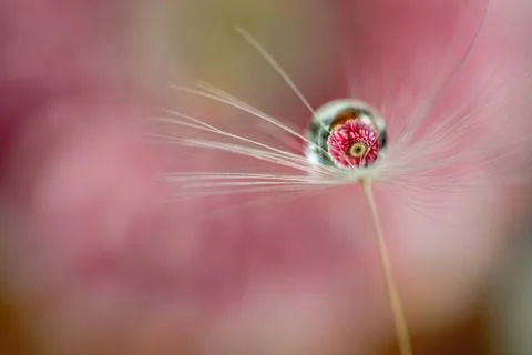 A drop of water on a dandelion fluff with a reflection of a pink flower inside Stock Photos