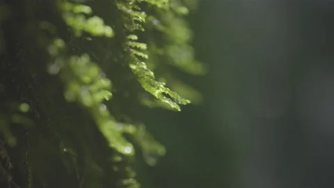 Drop of water descends from the moss up close Stock Footage 156509186