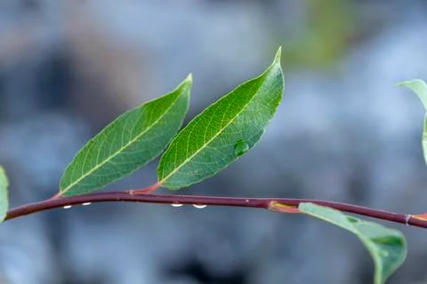 Drop water dew in the sunlight on leaf macro closeup on a green background. S Foto stock